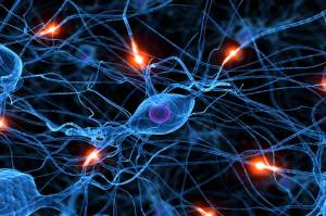 human brain neural network
